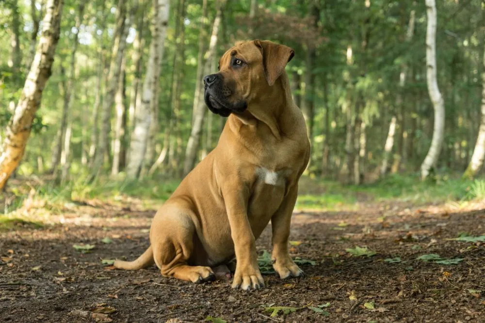 Boerboel