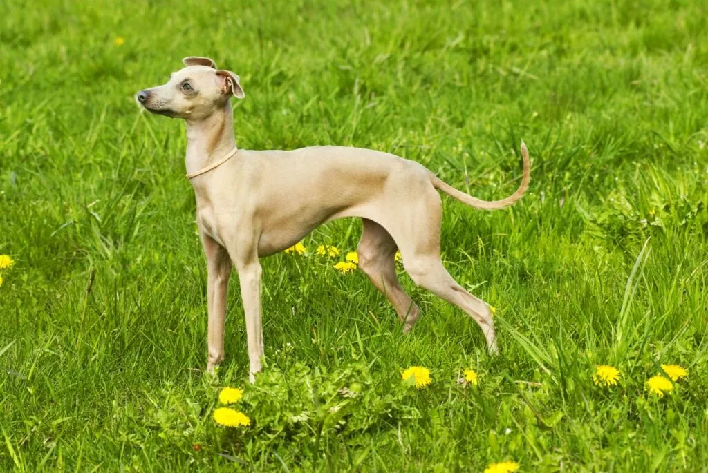 Italianvinttikoira (Italian Greyhound)