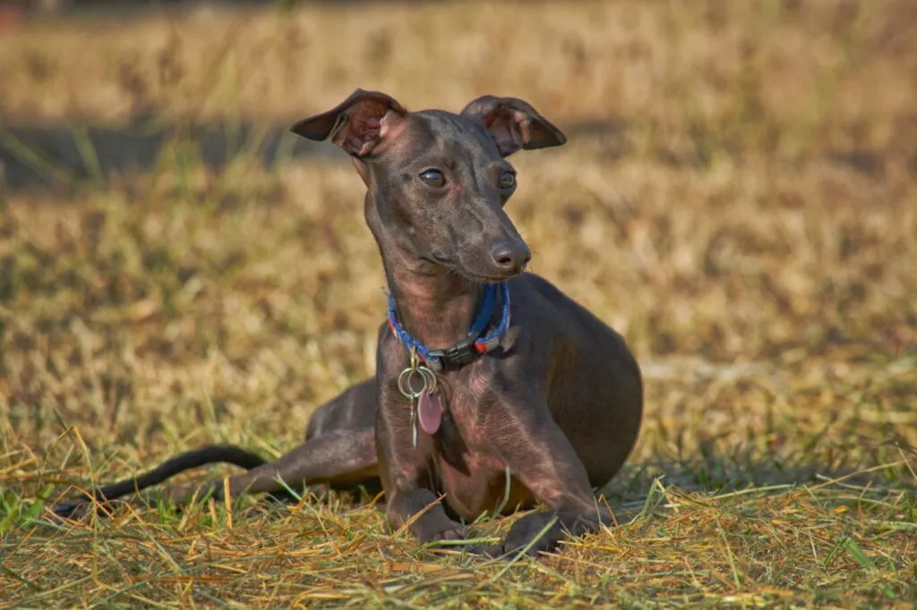 Italianvinttikoira (Italian Greyhound)