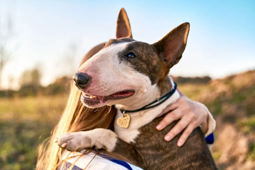 Bullterrieri