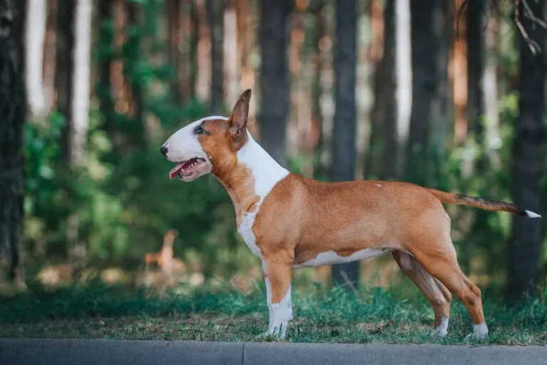 Bullterrieri