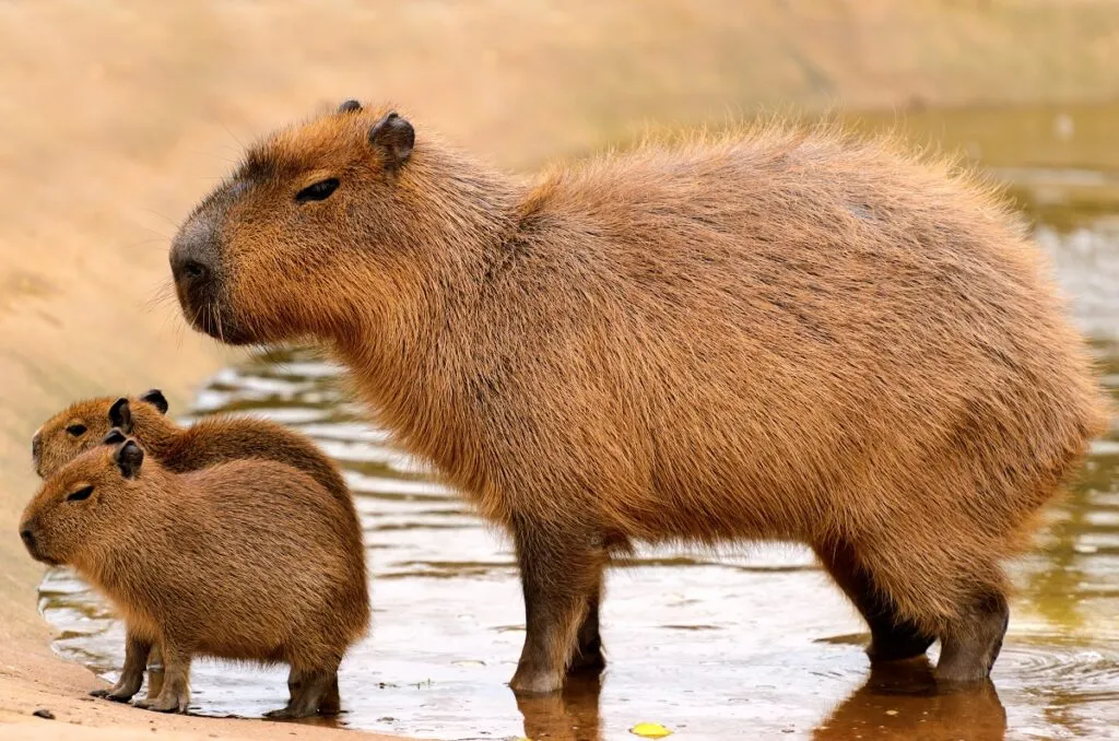 Kapybara