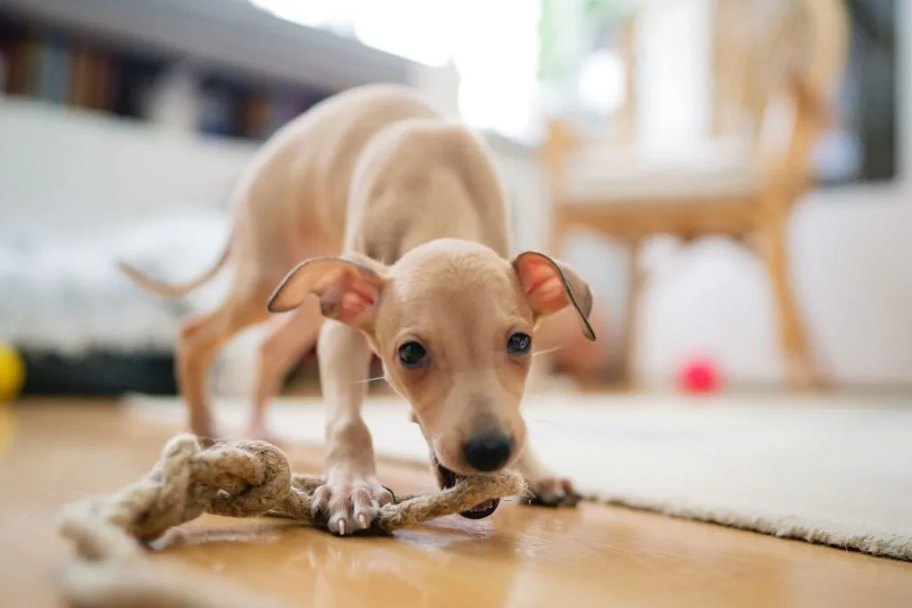 Italianvinttikoira (Italian Greyhound)