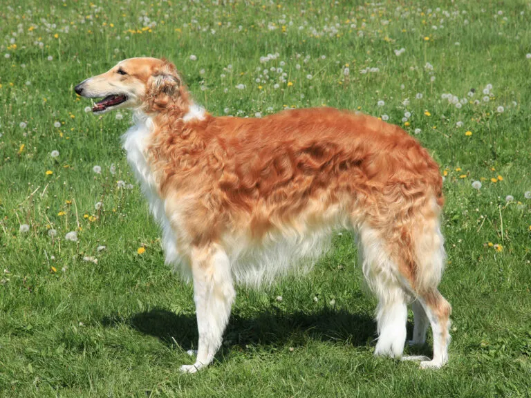 Borzoi (venäjänvinttikoira)