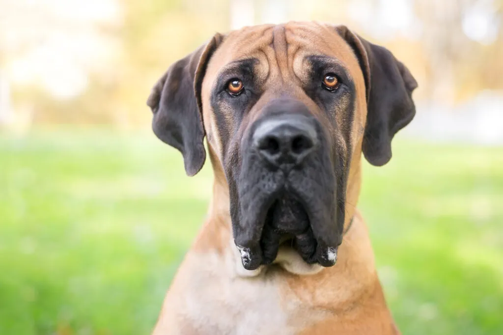 Boerboel