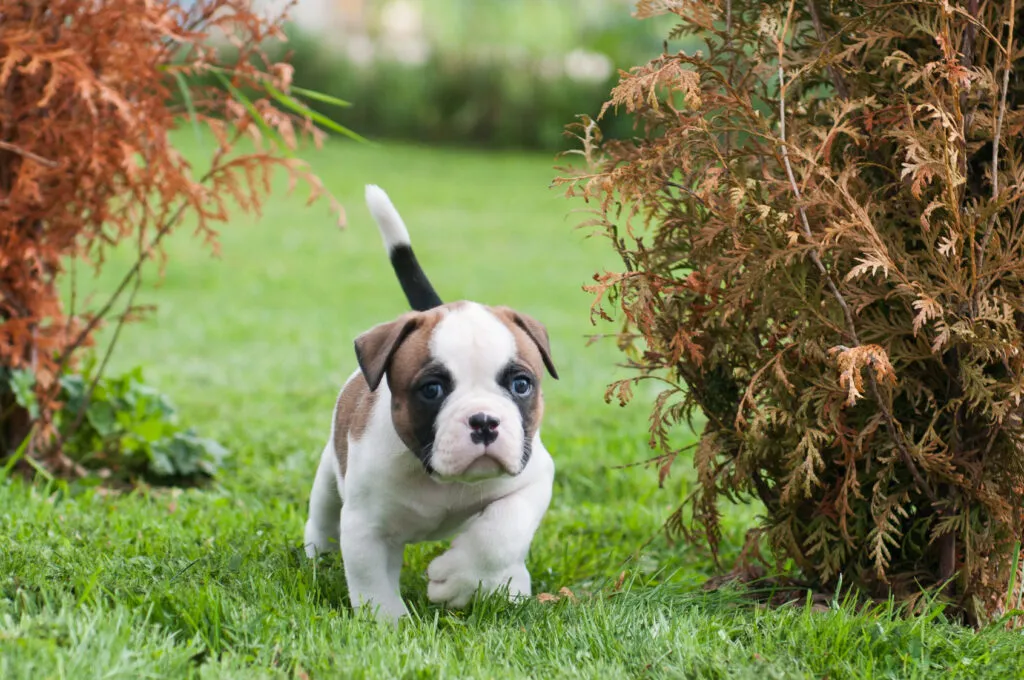 Amerikanbulldogin pentu