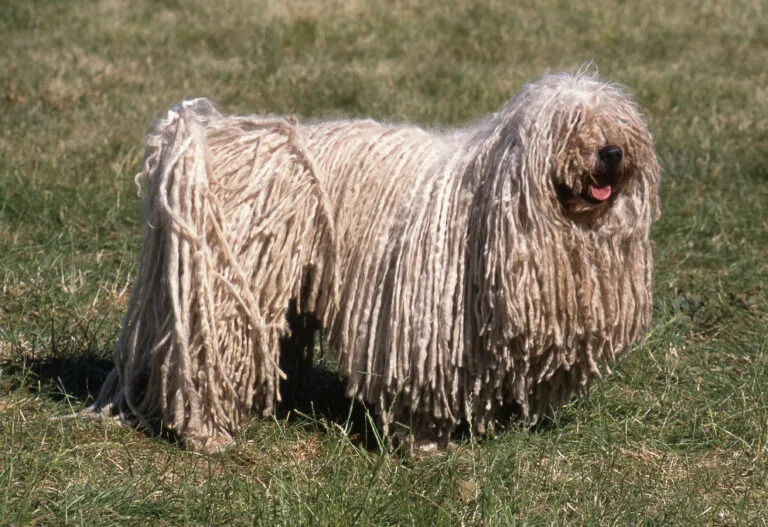 Puli-koira