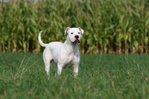 Dogo argentino