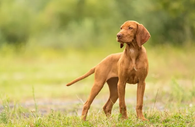 Unkarinvizsla