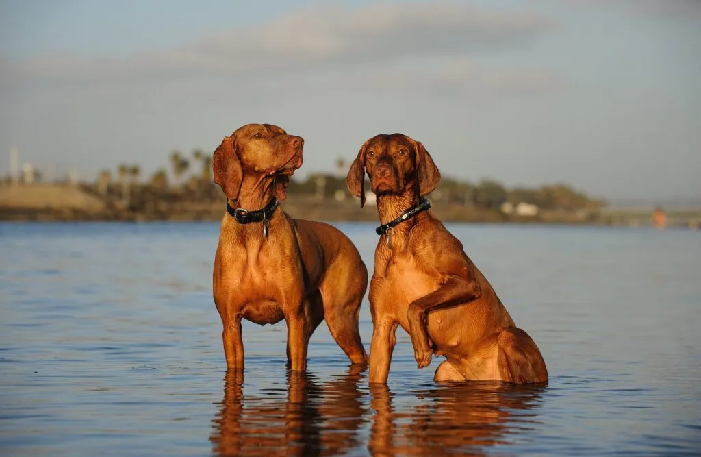 Unkarinvizsla