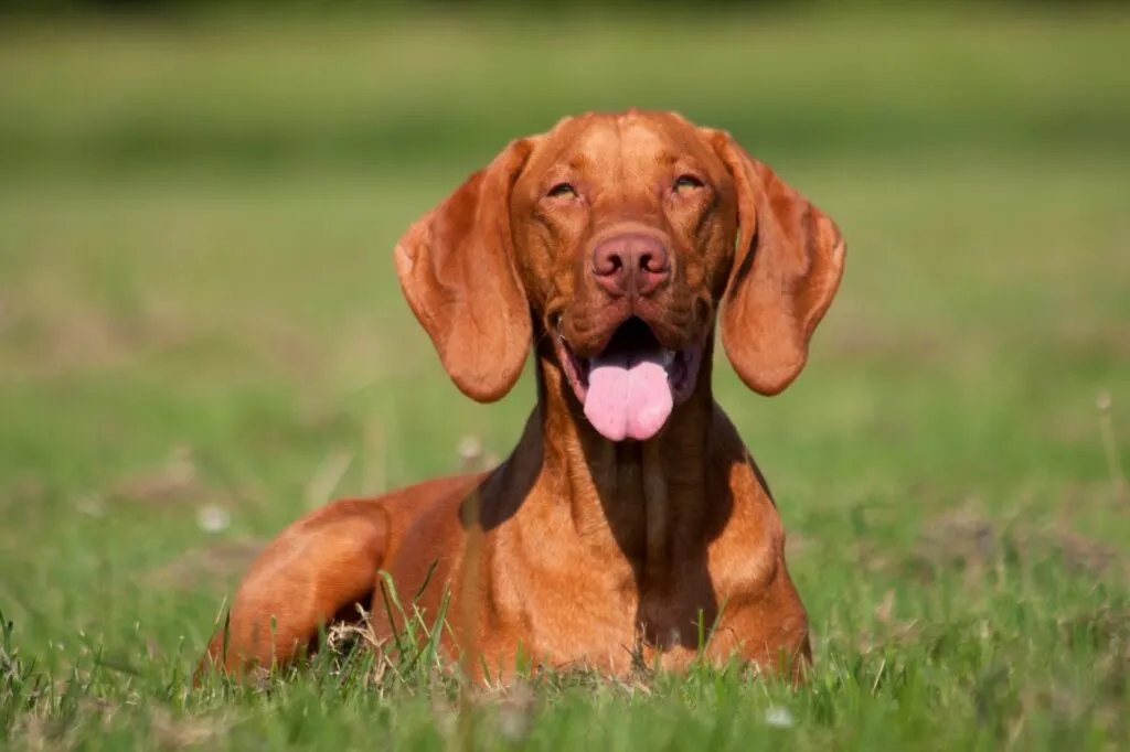 Unkarinvizsla